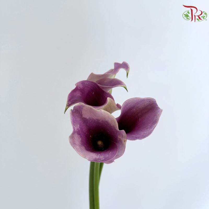 Calla Lily《海芋》