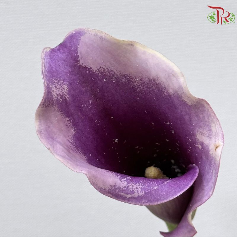 Calla Lily《海芋》