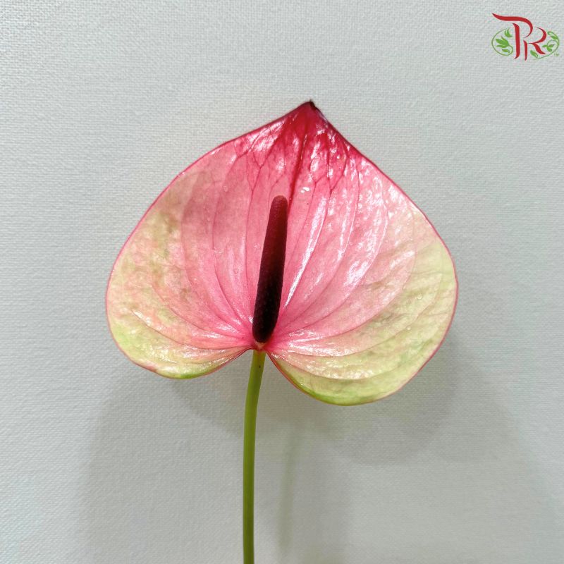 Anthurium