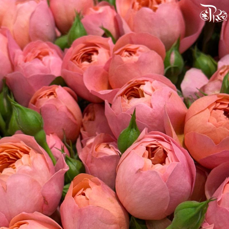 Rose Spray 《多头玫瑰》