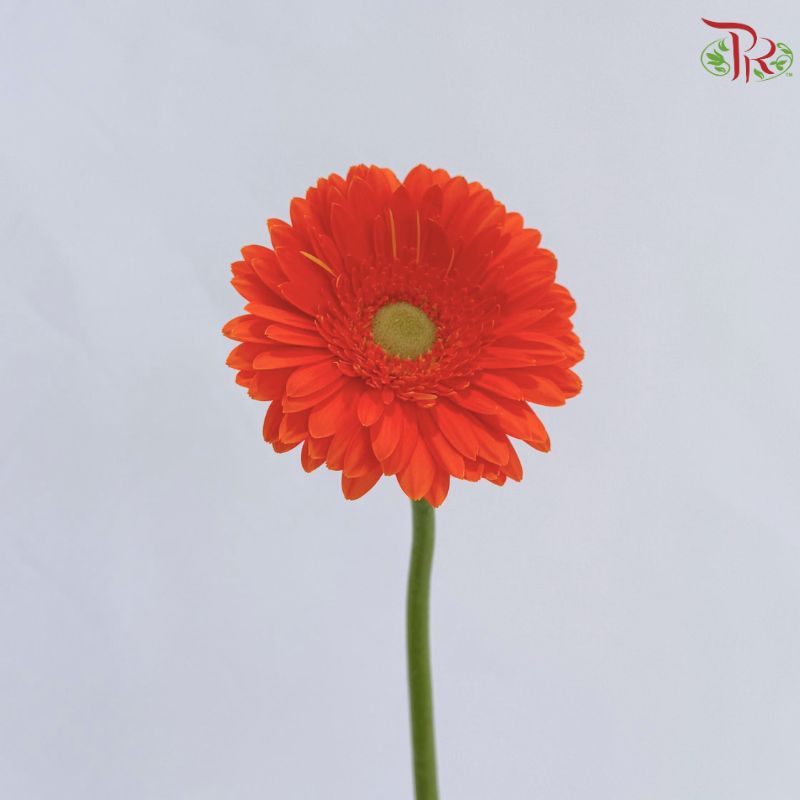 Gerbera Mini