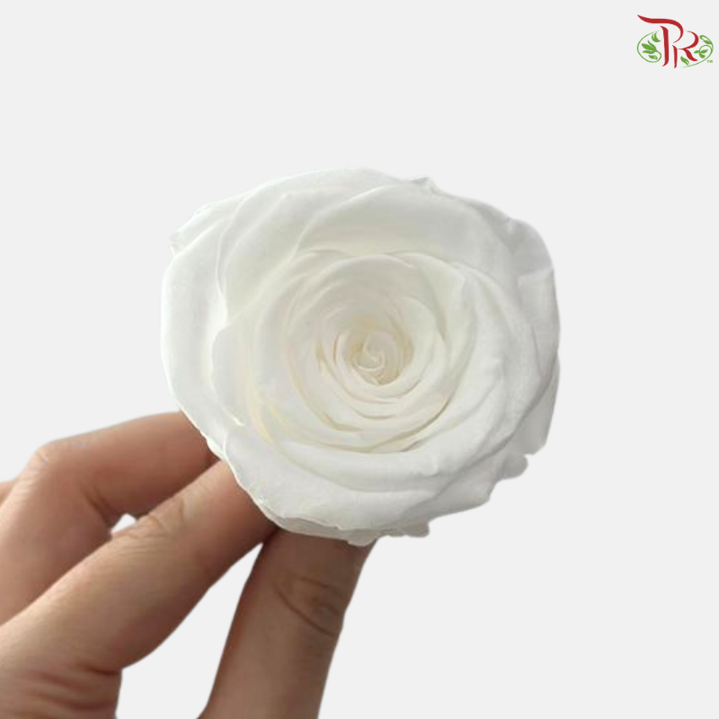 8 Blooms Preserved Rose