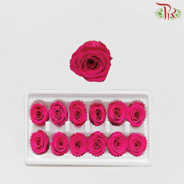 12 Bloom Rose - Cherry Pink-Cherry Pink-China-prflorist.com.my