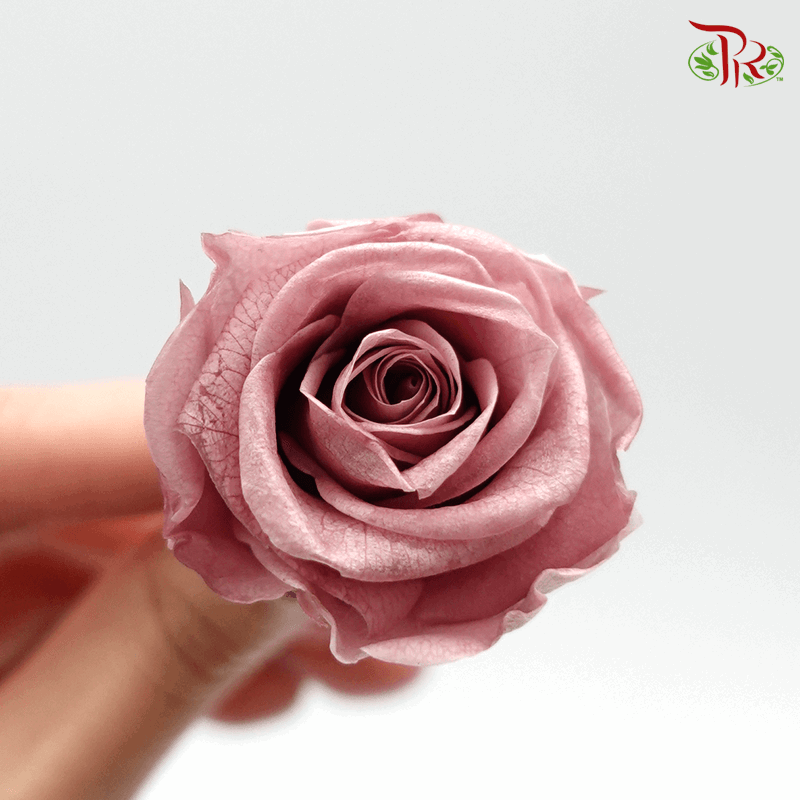 12 Bloom Rose - Dusty Pink-Dusty Pink-China-prflorist.com.my