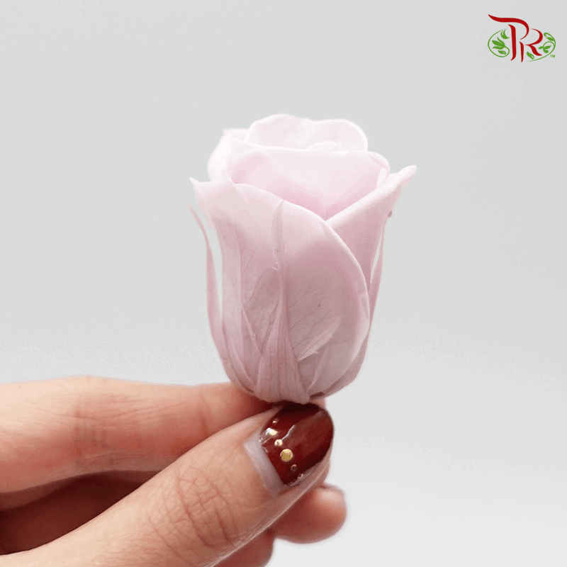 12 Bloom Rose - Extra Light Pink-Pink-China-prflorist.com.my