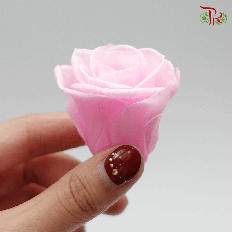 12 Bloom Rose - Light Pink-Pink-China-prflorist.com.my