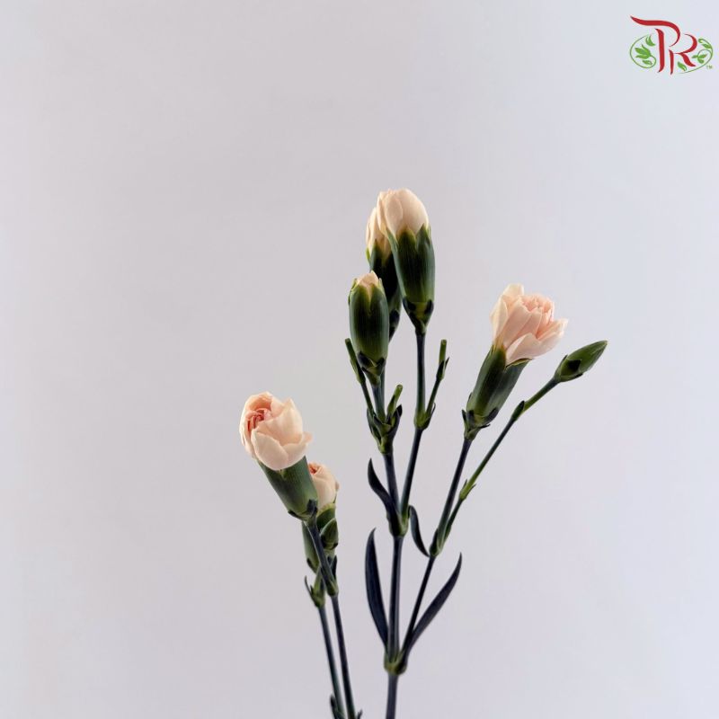 Carnation Spray 《多头康乃馨》