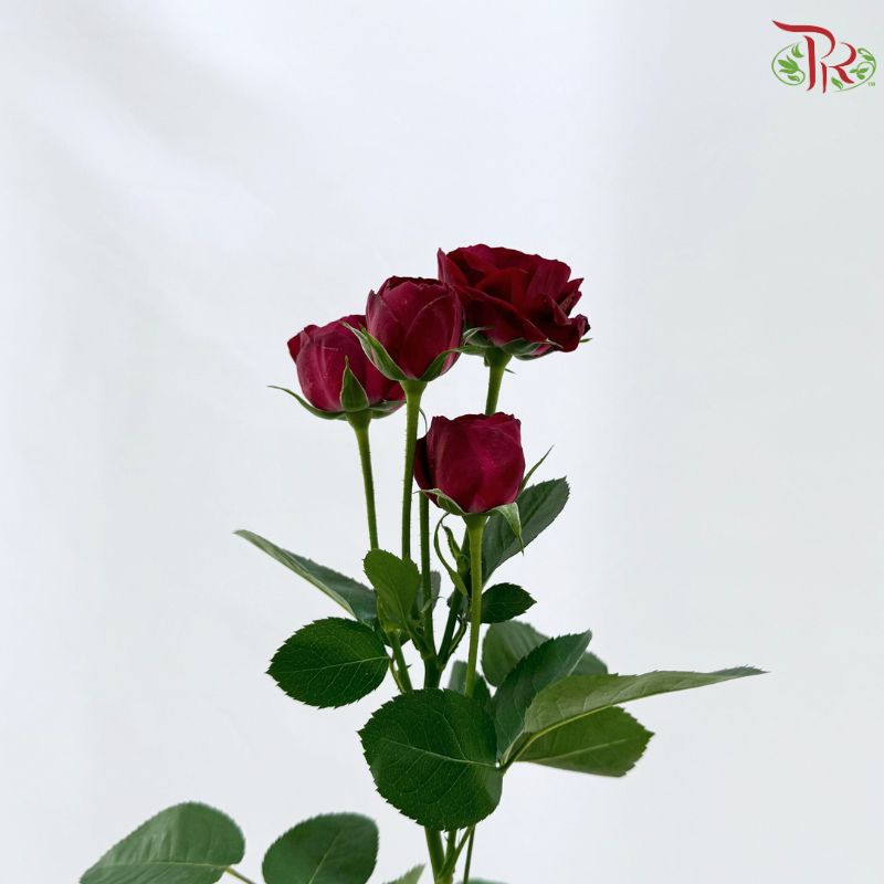 Rose Spray 《多头玫瑰》