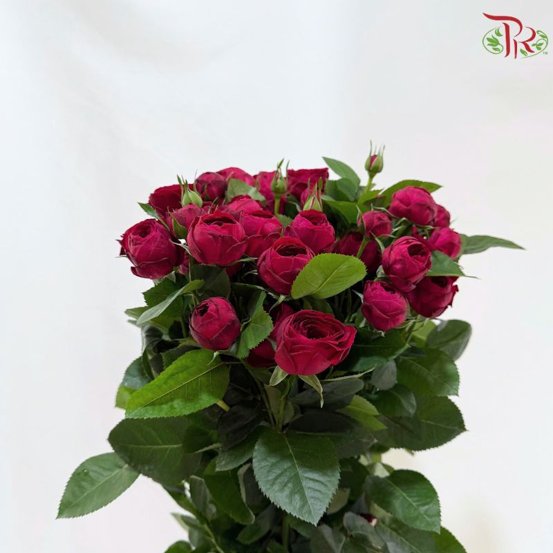 Rose Spray 《多头玫瑰》