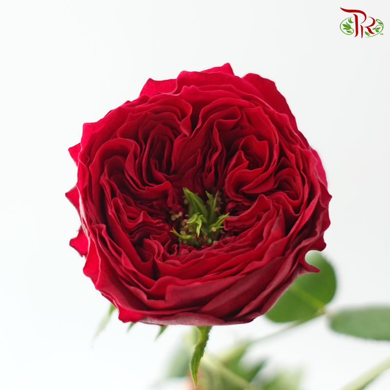 Garden Rose David Austin