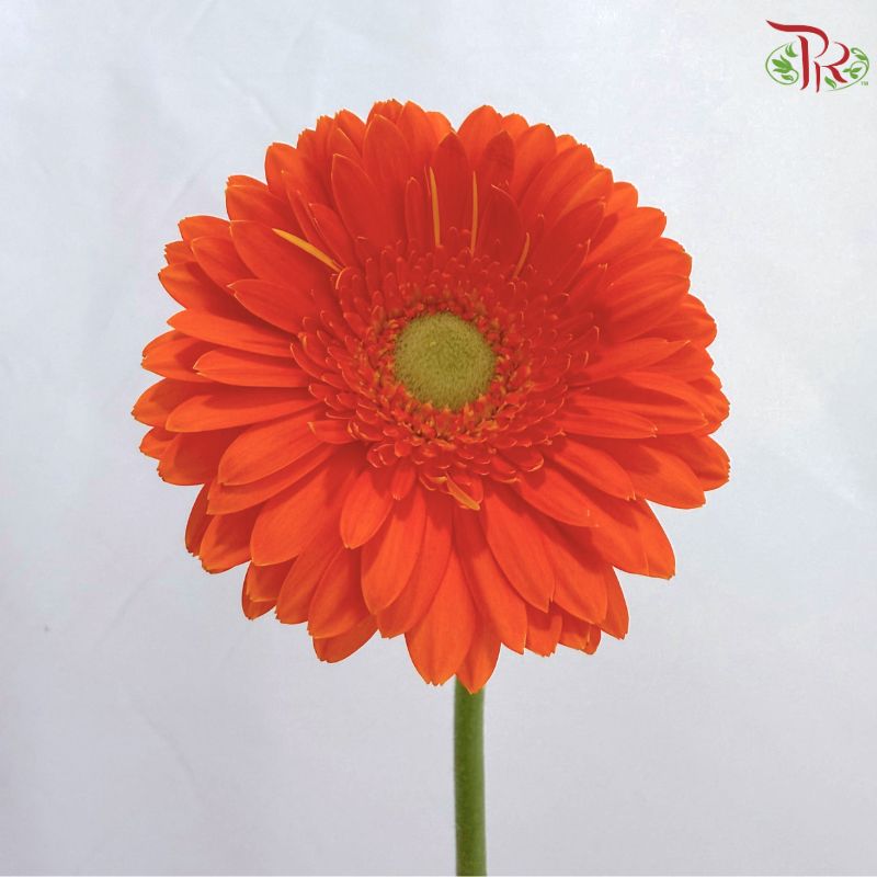 Gerbera Mini