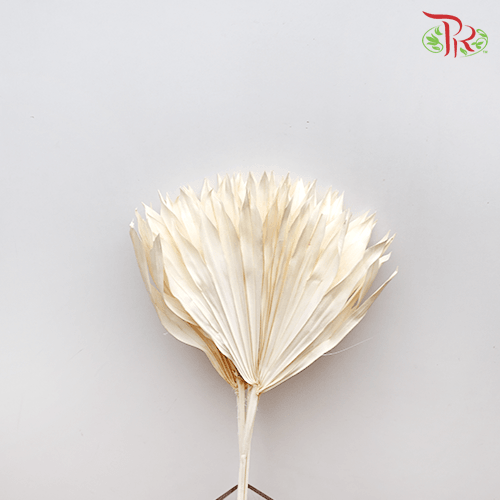 Dry Palm White (5 stems) - Pudu Ria Florist