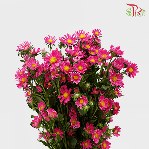 Hana - Cherry Pink (Per Bunch) - Pudu Ria Florist