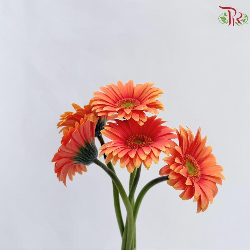 Gerbera Mini