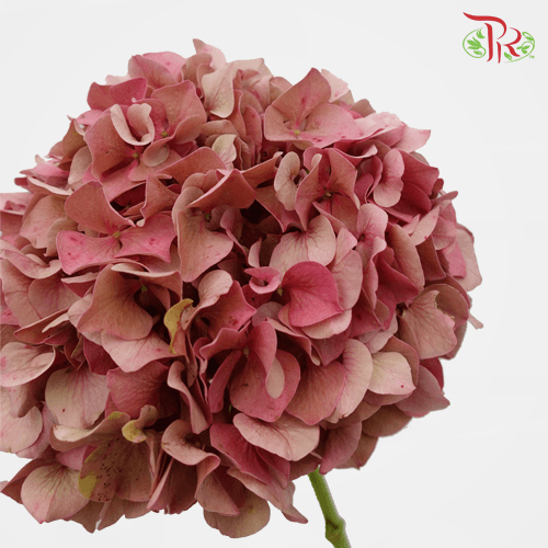 Hydrangea - Tea Colour (Per Stem) - Pudu Ria Florist
