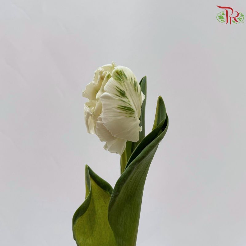 Tulip