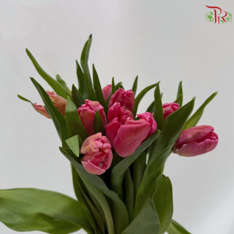 Tulip
