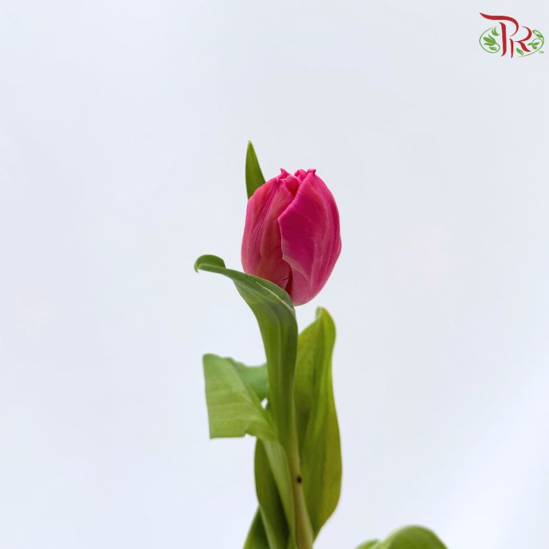 Tulip