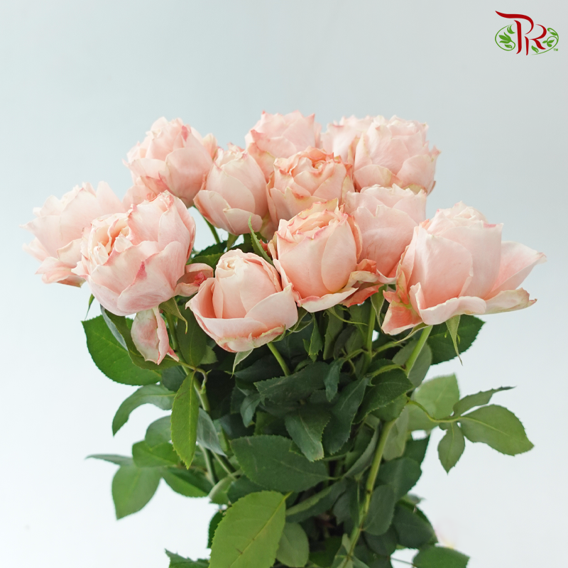 Garden Rose David Austin