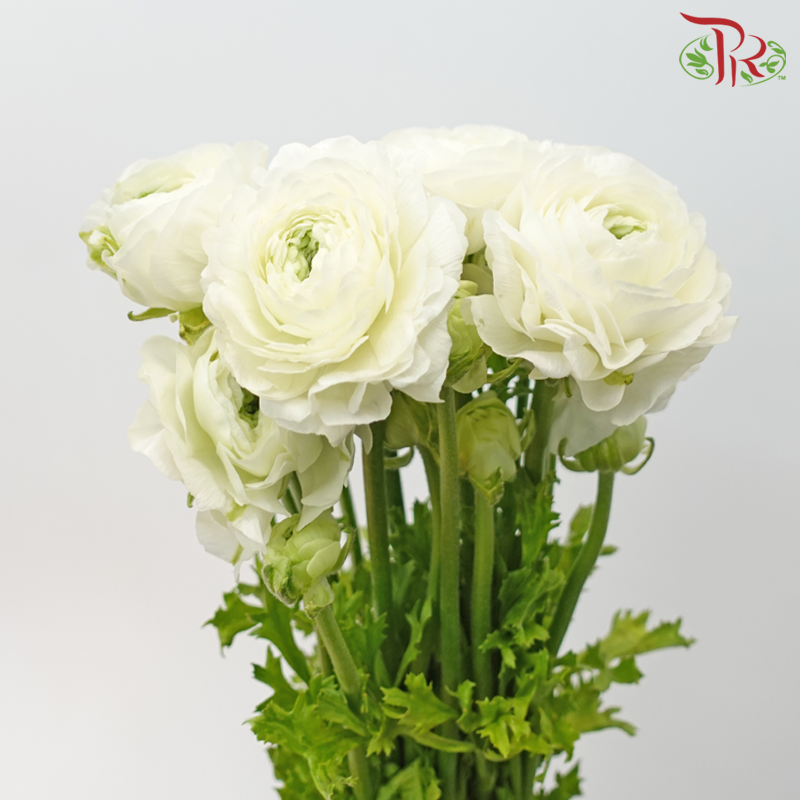 Ranunculus Cloni - White (5 Stems) - Pudu Ria Florist