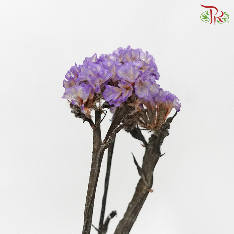 Dry Statice - Purple (Per Bunch) - Pudu Ria Florist