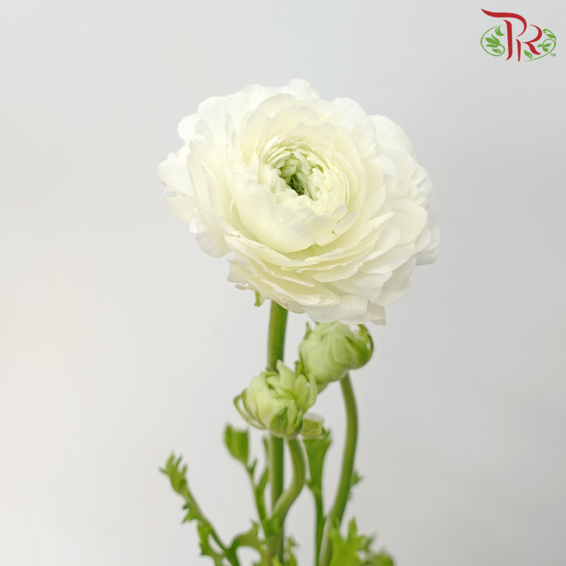 Ranunculus Cloni - White (5 Stems) - Pudu Ria Florist