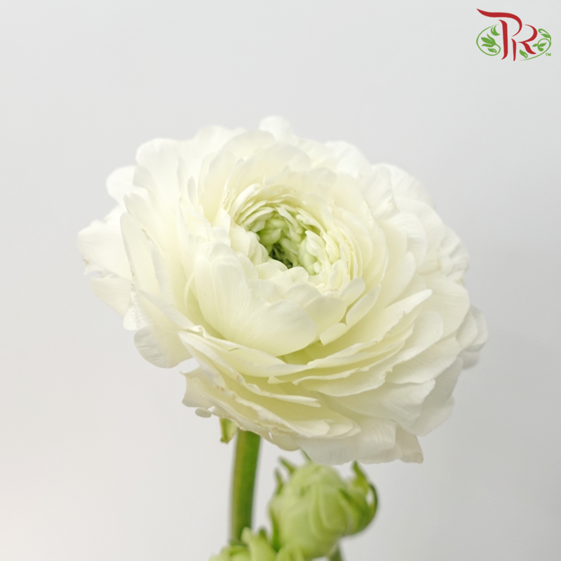 Ranunculus Cloni - White (5 Stems) - Pudu Ria Florist