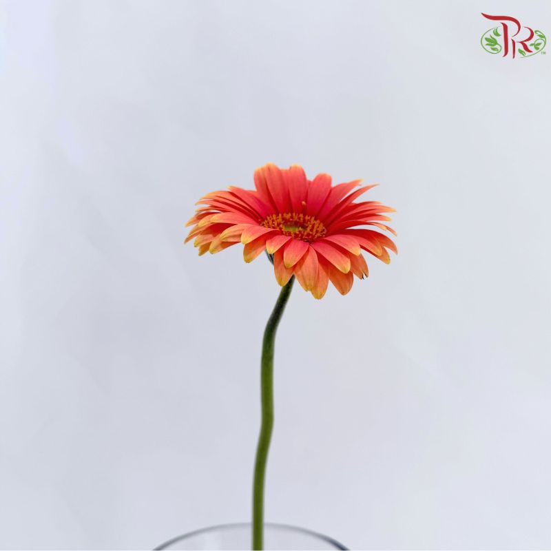 Gerbera Mini