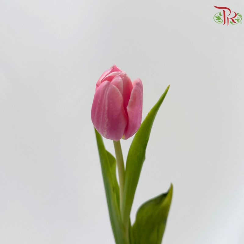 Tulip