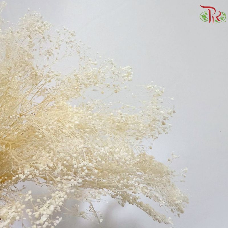 Preserved Million Stars