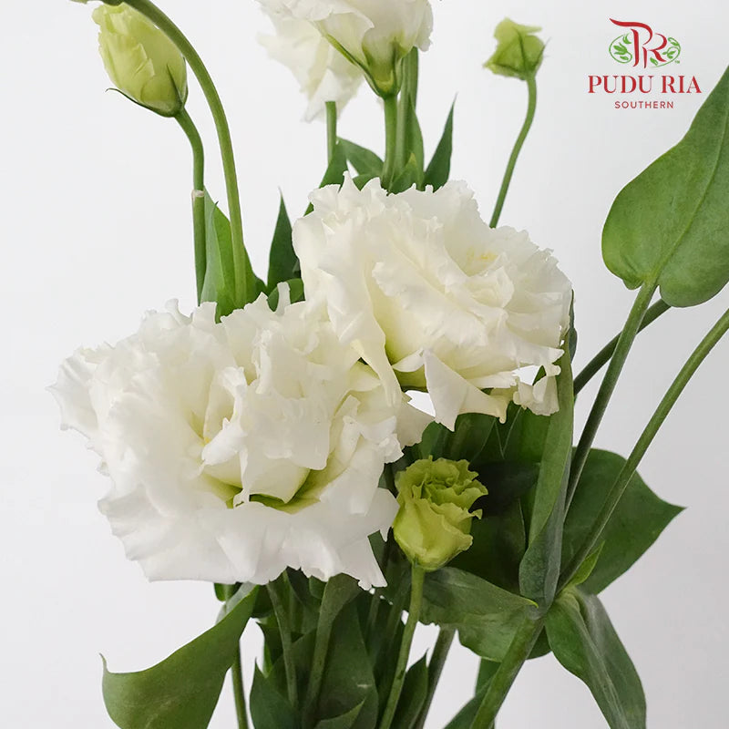 Eustoma Wave 《洋桔梗》
