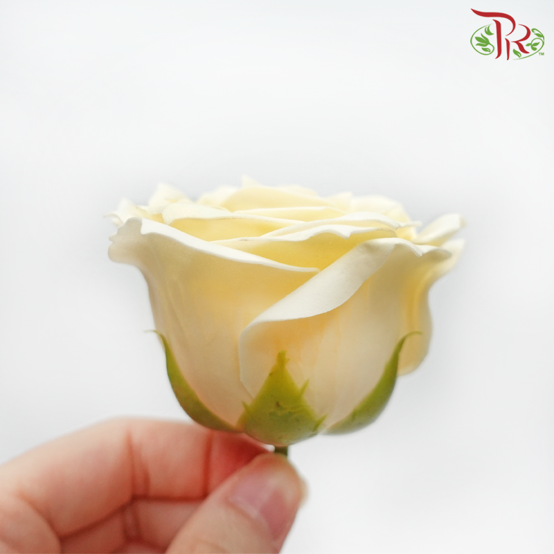 15 Bloom Roses Soap Flower - Cream-Cream-Pudu Ria Florist-prflorist.com.my