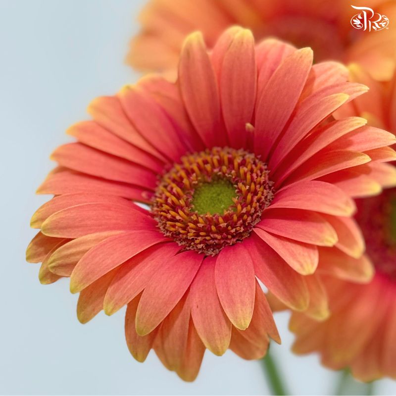 Gerbera Mini