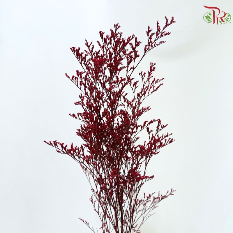 Caspia Dyed《情人草》