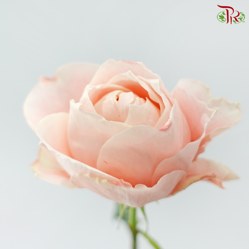 Garden Rose David Austin