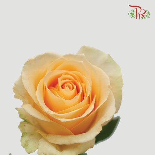 Rose - Champagne ( 20 Stems ) - Pudu Ria Florist