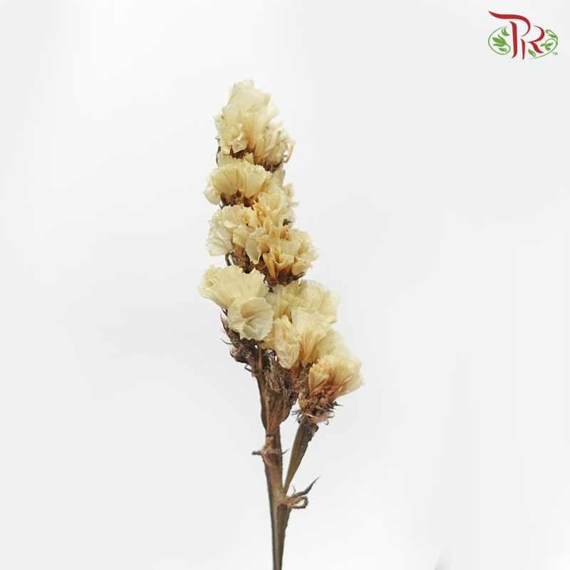 Dry Statice - Beige (Per Bunch) - Pudu Ria Florist