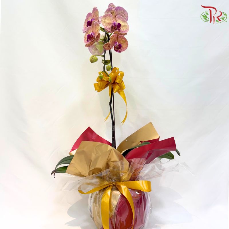 Deepavali Amber Glow Orchids Arrangement