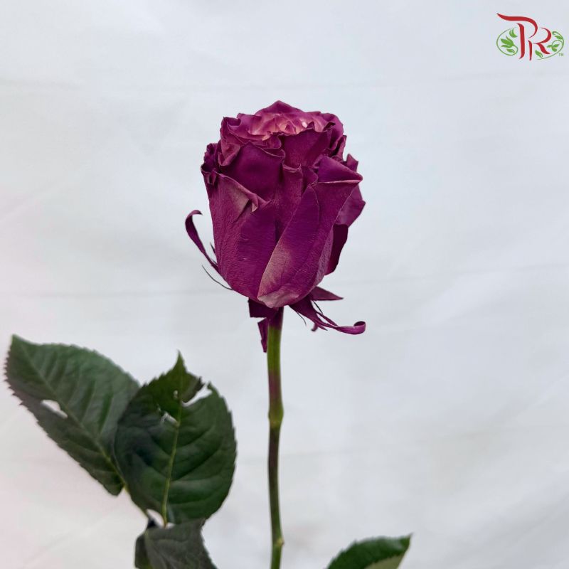 Ceres Rose Dyed Mondial