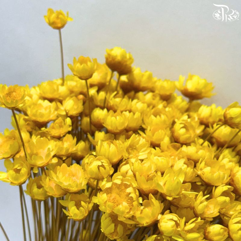 Dry Little Star Flower