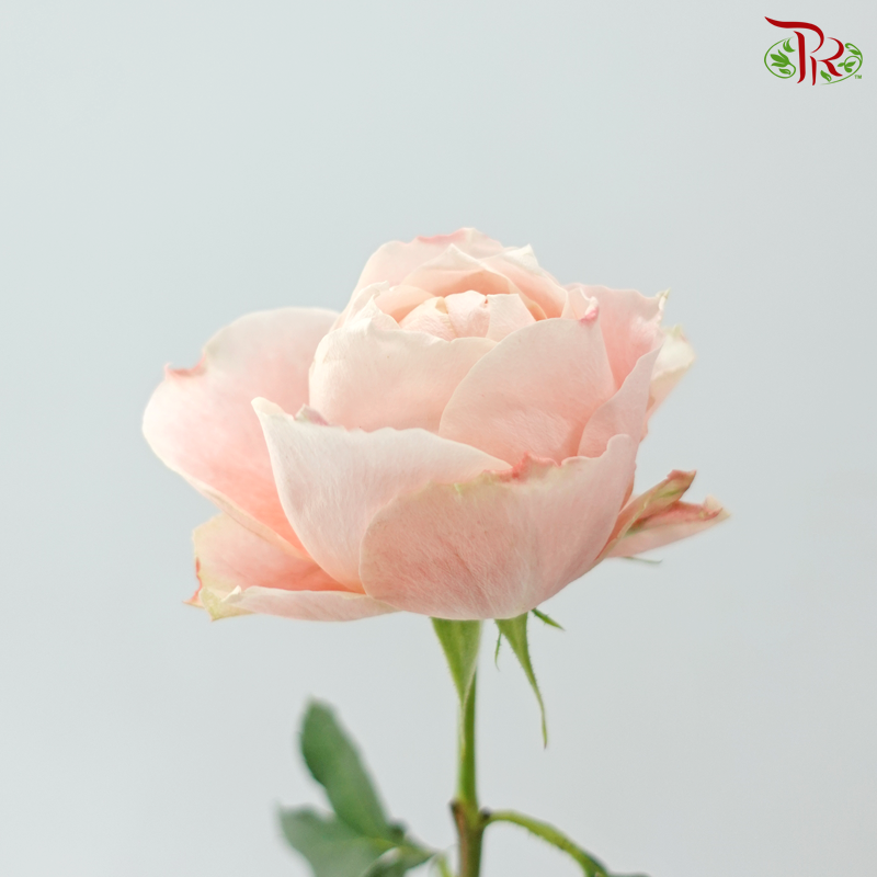 Garden Rose David Austin