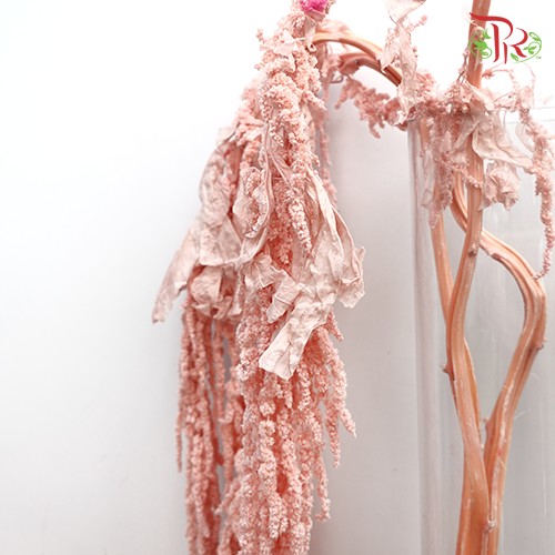 Preserved Amaranthus Hanging - Light Pink - Pudu Ria Florist