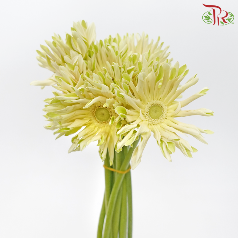 Gerbera Edge Curl - Light Beige (10 Stems) - Pudu Ria Florist