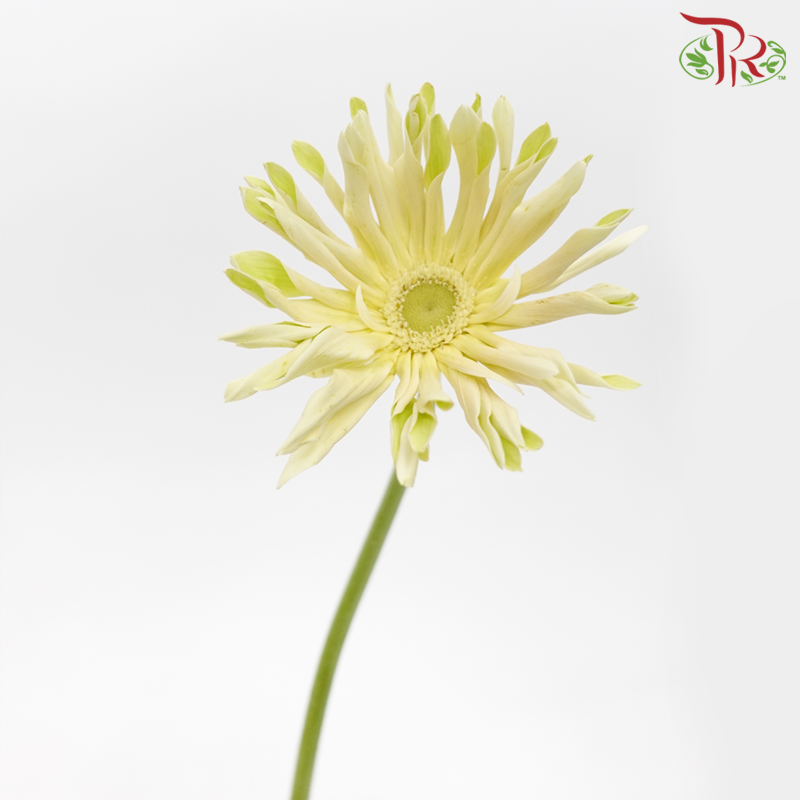 Gerbera Edge Curl - Light Beige (10 Stems) - Pudu Ria Florist