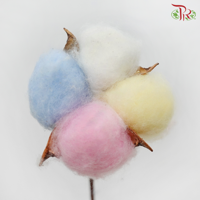 Artificial Cotton Flower - Rainbow (10 Stems) - Pudu Ria Florist