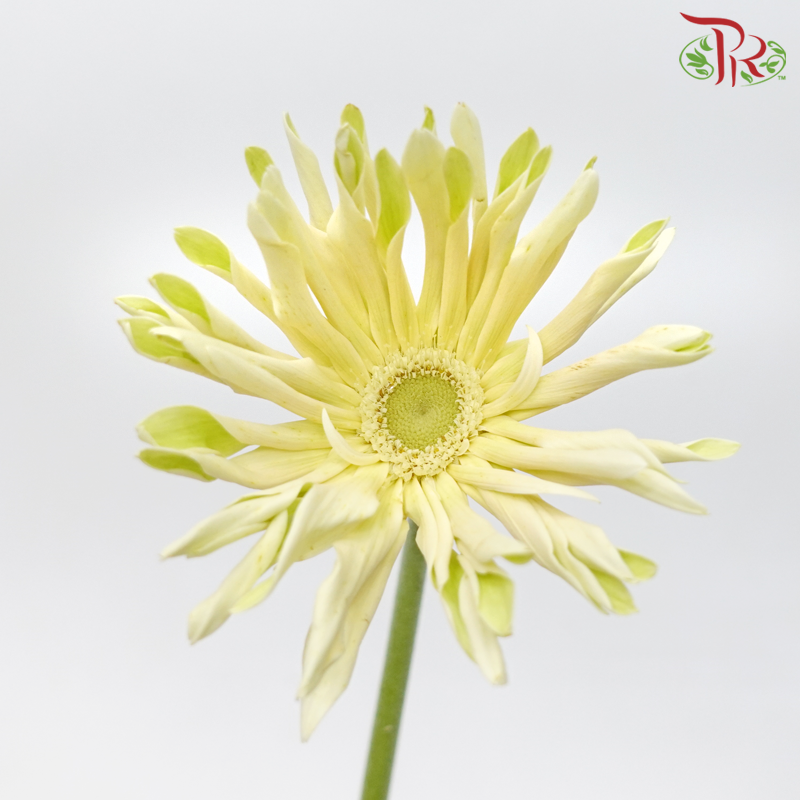 Gerbera Edge Curl - Light Beige (10 Stems) - Pudu Ria Florist