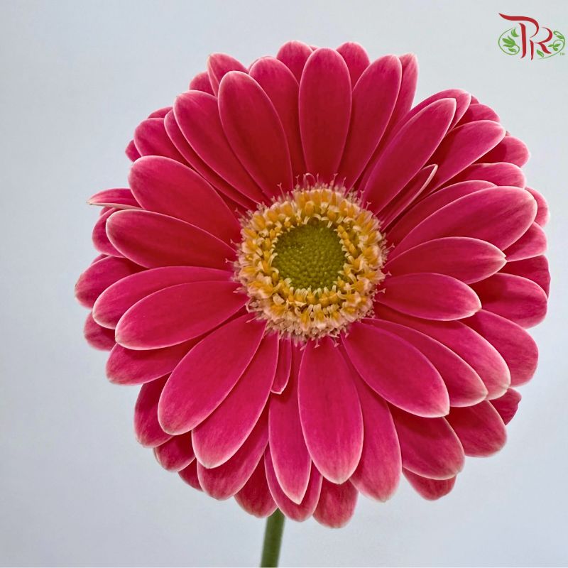 Gerbera Mini