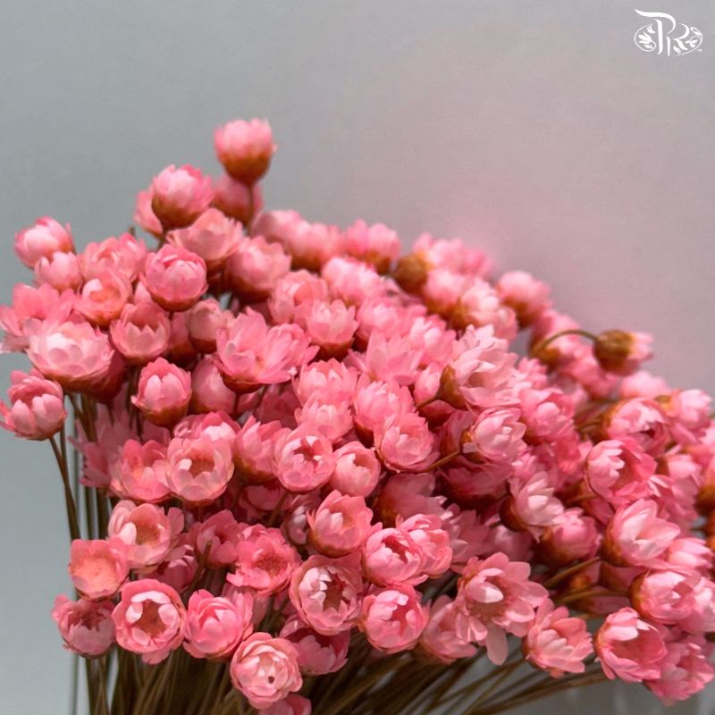 Dry Little Star Flower