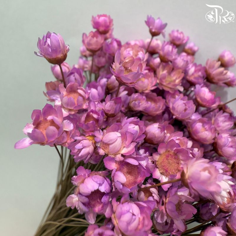 Dry Little Star Flower