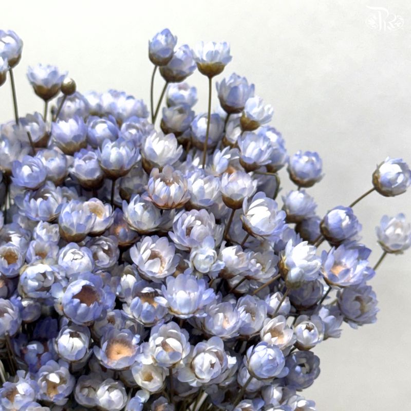 Dry Little Star Flower